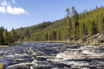 Firehole River YNP Spring 2025
